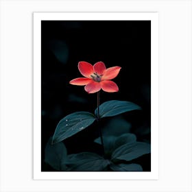 Red Flower In The Dark Art Print