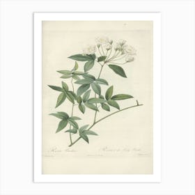 Rose Illustration, Pierre Joseph Redoute(105) Art Print