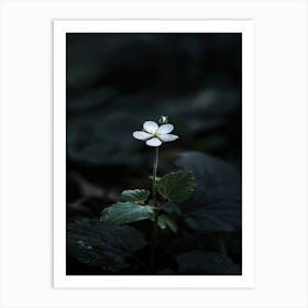 Single Flower In The Dark 71 Art Print