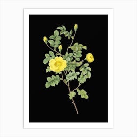 Vintage Yellow Sweetbriar Rose Botanical Illustration on Solid Black n.0843 Art Print
