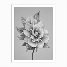 Lavender B&W Pencil 1 Flower Poster