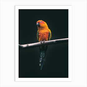 Parrot On A Branch 1 Art Print