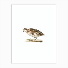 Vintage Common Quail Bird Illustration on Pure White n.0069 Art Print