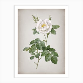 Vintage White Rose Botanical on Parchment n.0926 Art Print