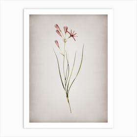 Vintage Amaryllis Montana Botanical on Parchment n.0939 Art Print