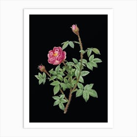 Vintage Moss Rose Botanical Illustration on Solid Black n.0655 Art Print