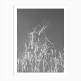Untitled Photo, Possibly Related To Ripe Wheat In The Field Art Print