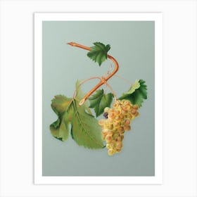 Vintage Vermentino Grapes Botanical Art on Mint Green n.0205 Art Print