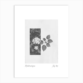 Hydrangea Botanical Collage 3 Art Print