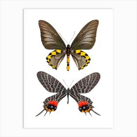 Two Black, Red, And Yellow Butterflies Art Print
