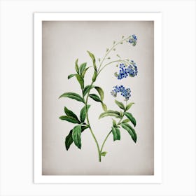 Vintage Water Forget Me Not Botanical on Parchment n.0198 Art Print