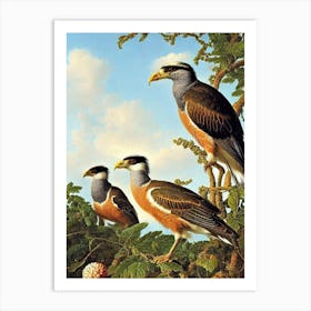 Crested Caracara Haeckel Style Vintage Illustration Bird Art Print