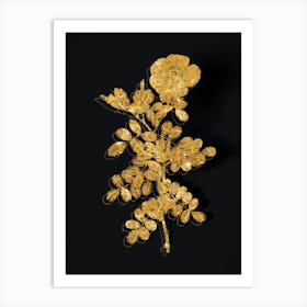 Vintage Macartney Rose Botanical in Gold on Black n.0006 Art Print