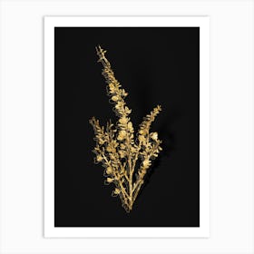 Vintage White Broom Botanical in Gold on Black n.0295 Art Print