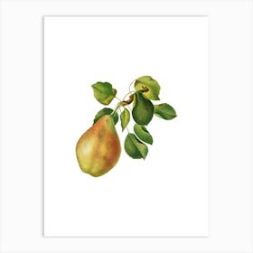 Vintage Pear Branch Botanical Illustration on Pure White n.0573 Art Print
