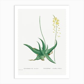 Anthericum Alooides, Pierre Joseph Redoute Art Print