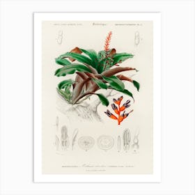 Bromeliad (Aechmea Discolor), Charles Dessalines D'Orbigny Art Print