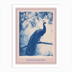 Peacock In The Tree Cyanotype Inspired 6 Poster Art Print