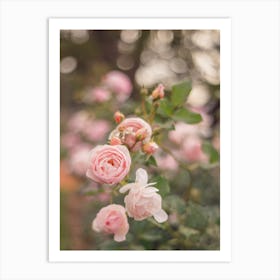 Soft pink roses - Flower photography Art Print