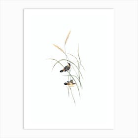 Vintage Square Tailed Warbler Bird Illustration on Pure White n.0314 Art Print