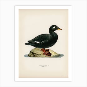 Velvet Scoter Male, The Von Wright Brothers 1 Art Print