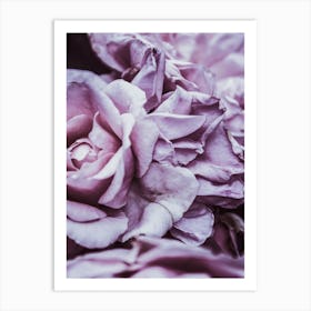 Pink Roses 5 Art Print