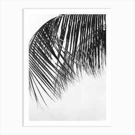 Black And White Palm Leaves Art Print