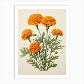 Marigolds Flower Vintage Botanical 2 Art Print