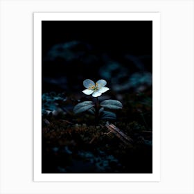 Small Flower In The Dark 1 Art Print