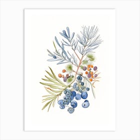 Juniper Berry Spices And Herbs Pencil Illustration 2 Art Print