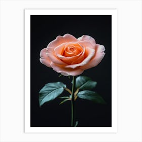 Peach Rose 27 Art Print