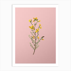 Vintage Adenocarpus Botanical on Soft Pink Art Print