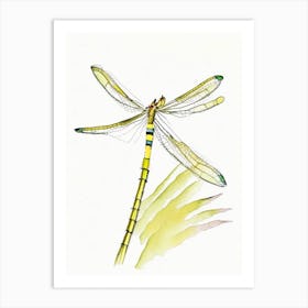 Banded Pennant Dragonfly Pencil Illustration 1 Art Print