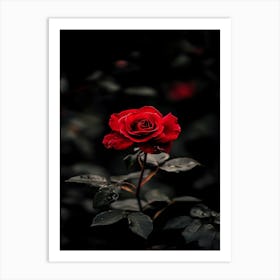 Dark Rose 110 Art Print