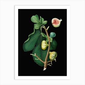 Vintage White Peel Fig Botanical Illustration on Solid Black n.0628 Art Print