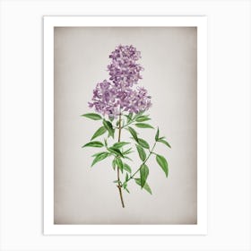 Vintage Persian Lilac Botanical on Parchment n.0153 Art Print