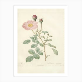 Rose Illustration, Pierre Joseph Redoute (77) Art Print