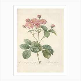 Rose Illustration, Pierre Joseph Redoute (39) Art Print