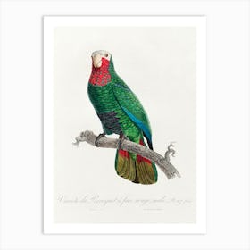 The Cuban Amazon (Amazona Leucocephala) From Natural History Of Parrots, Francois Levaillant Art Print
