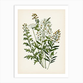 Vintage Botanical Galleria Style Wildflower Painting 12 Art Print