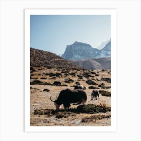 Yaks grazing in the mountains of Nepal | Himalaya travel photography Art Print