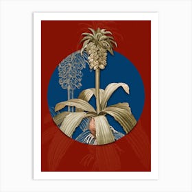 Vintage Botanical Eucomis Regia on Circle Blue on Red n.0056 Art Print