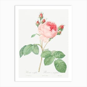 Cabbage Rose, Pierre Joseph Redoute Art Print