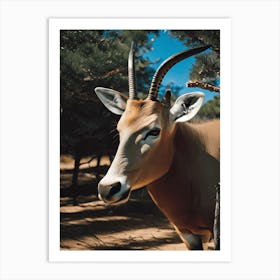 Antelope photograph Art Print