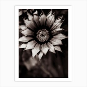 Sunflower In Black And White Art Print