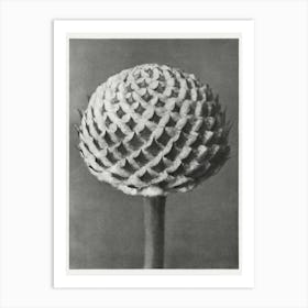 Small Teasel (1928), Karl Blossfeldt Art Print