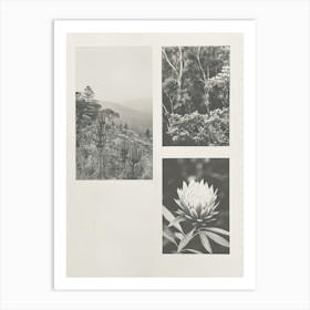 Protea Flower Photo Collage 2 Art Print