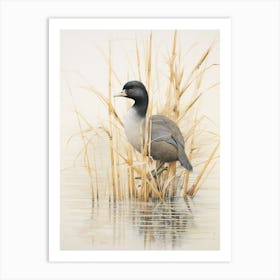 Vintage Bird Drawing Coot 4 Art Print