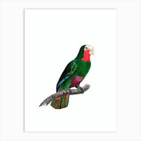 Vintage Cuban Amazon Parrot Bird Illustration on Pure White 1 Art Print