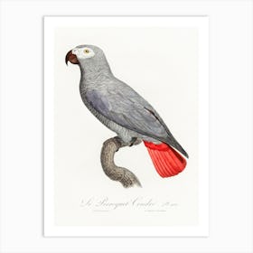 The Grey Parrot From Natural History Of Parrots, Francois Levaillant 2 Art Print